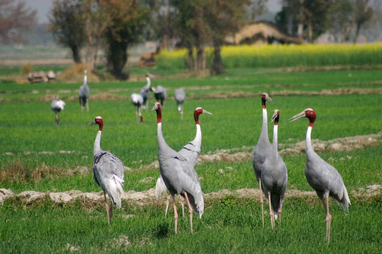 Mela Kothi - The Chambal Safari Lodge Bāh Eksteriør bilde